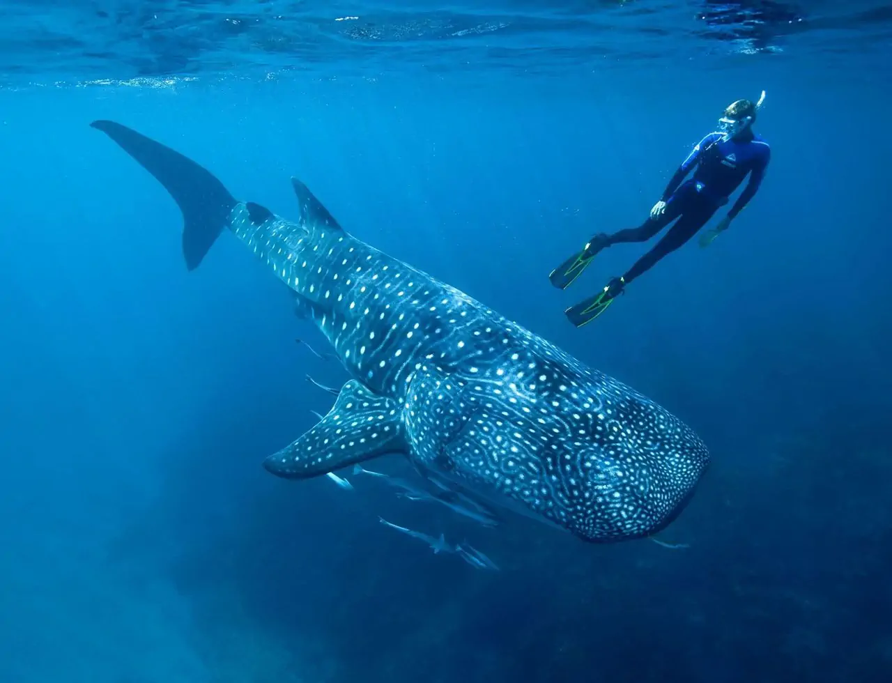 Reserve um cruzeiro pelas ilhas Dimaniyat em Omã