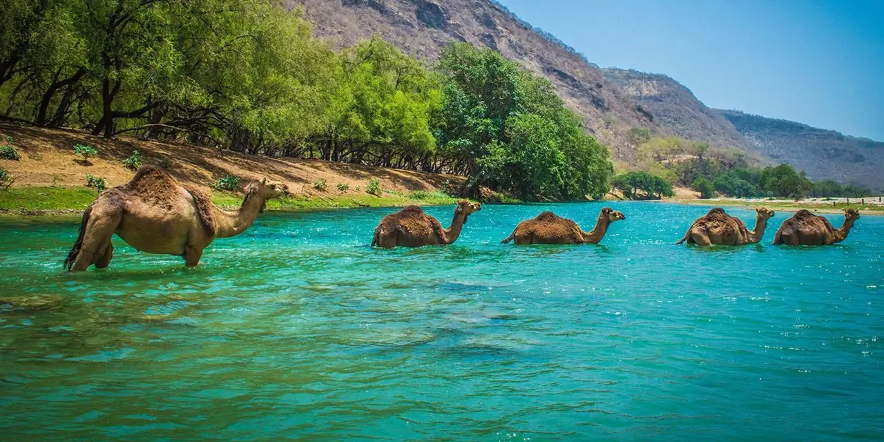 Reserve a excursão mágica de Omã