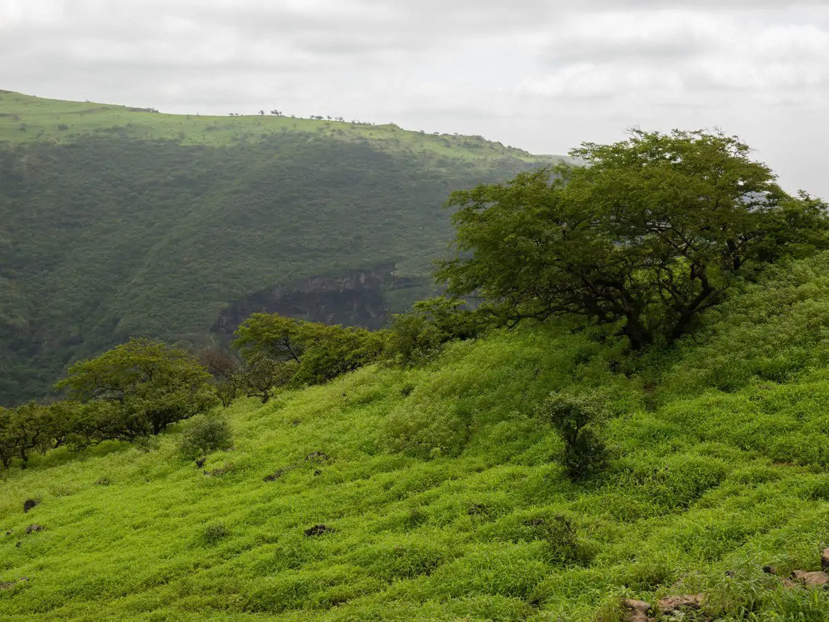 Book tour Safari Salalah in Oman