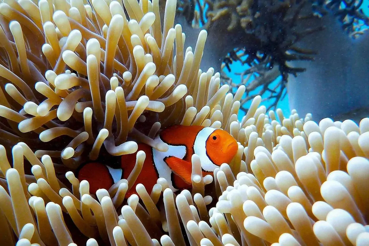 Réserver une croisière aux îles Dimaniyat à Oman