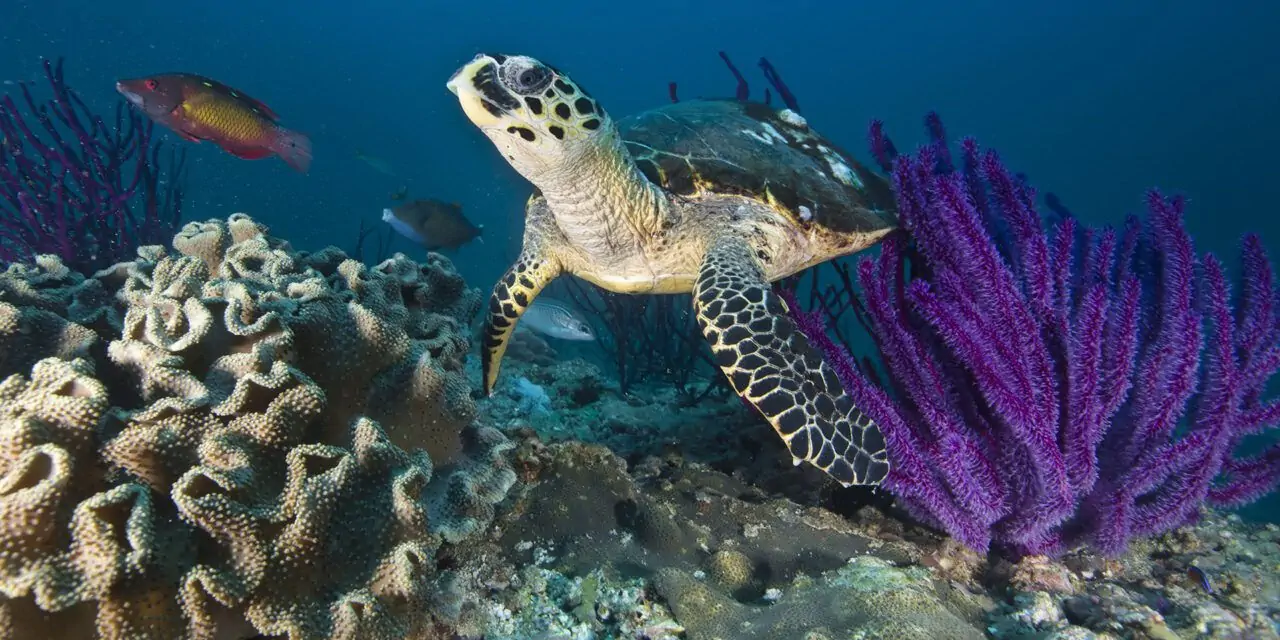 Réserver une croisière aux îles Dimaniyat à Oman