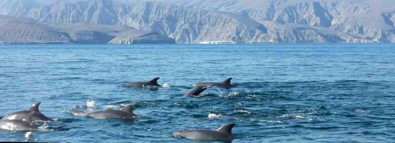 Reserve o passeio de cruzeiro em Omã Navio Dhow