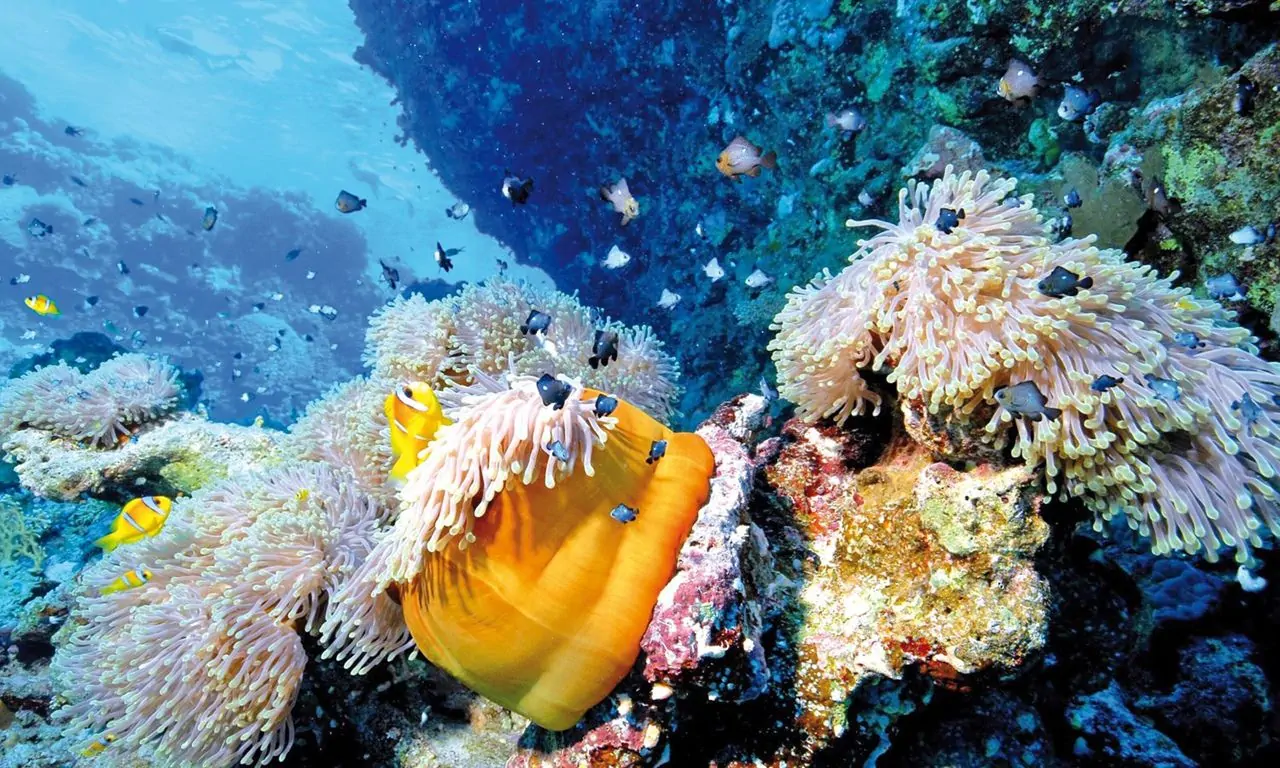 Réserver une croisière aux îles Dimaniyat à Oman