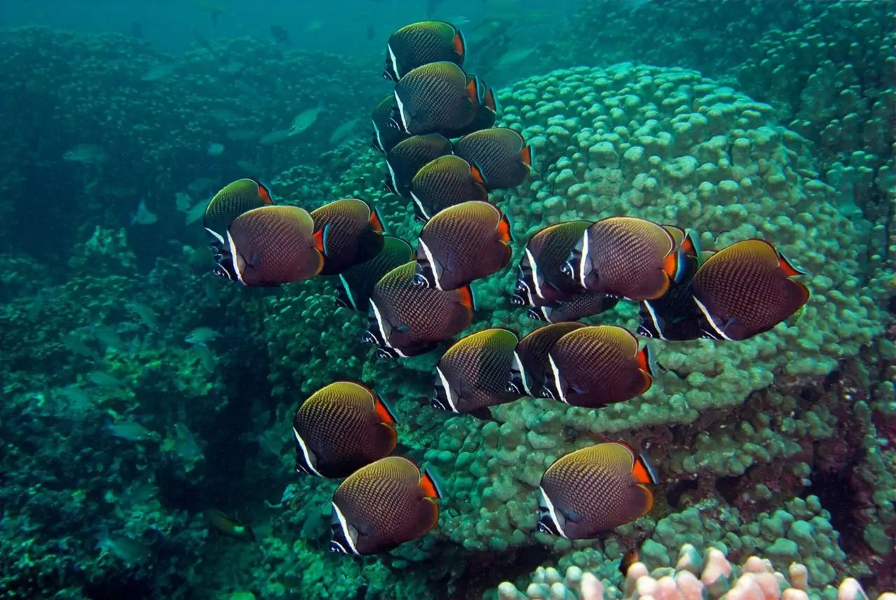 Réserver une croisière aux îles Dimaniyat à Oman